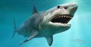 Megaladon shark Megaladon shark